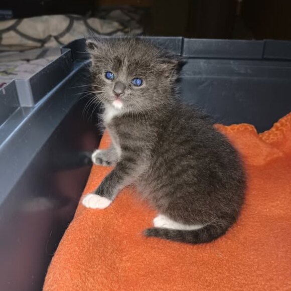 Meet your Posher, Teresa - Picture 1 of 9